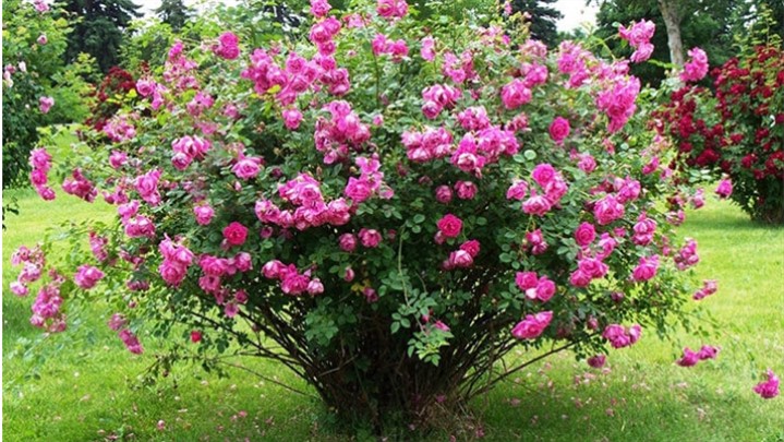 Iran damask rose