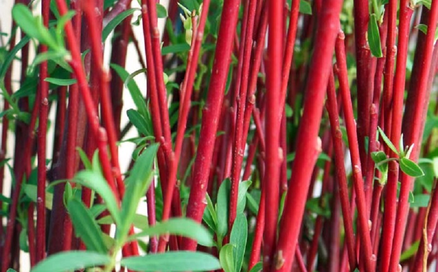 Iran red willow 2