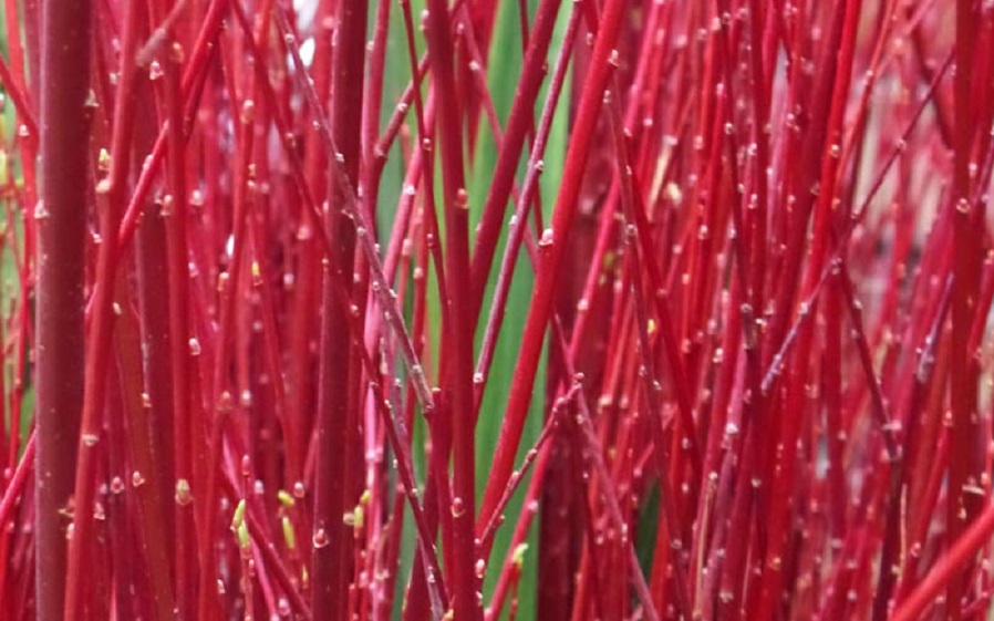 Iran red willow 3