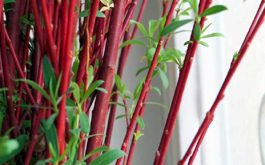 Iran red willow 4