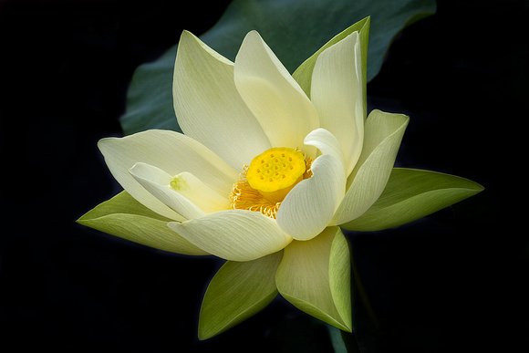 Perry’s Giant Sunburst Lotus