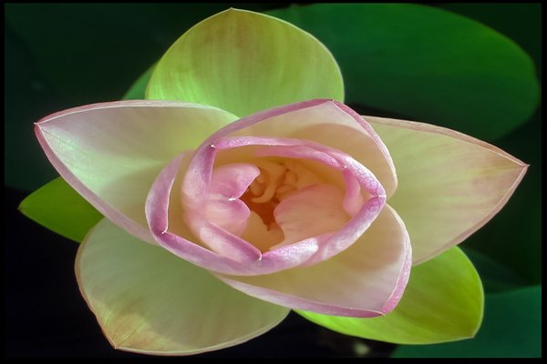 Green Maiden Lotus