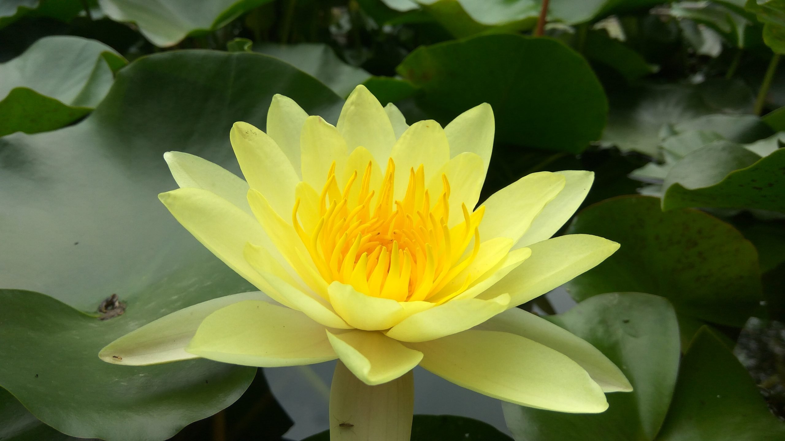 Yellow Lotus of the Sunshine