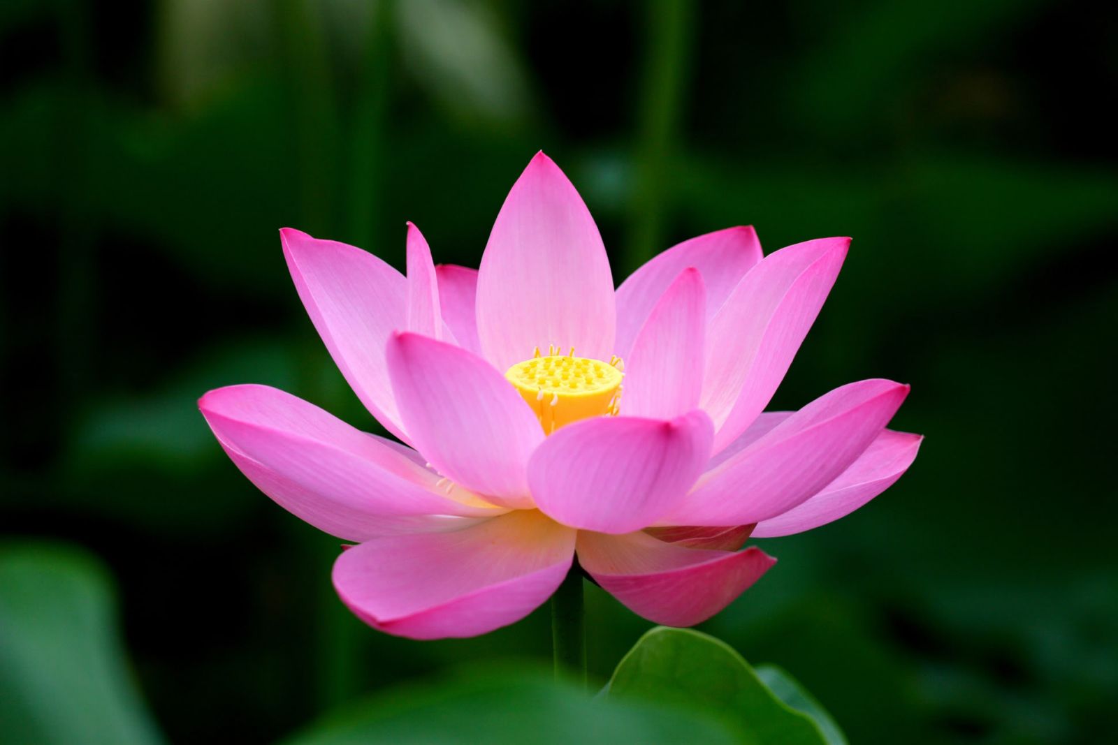 Vietnamese Lotus