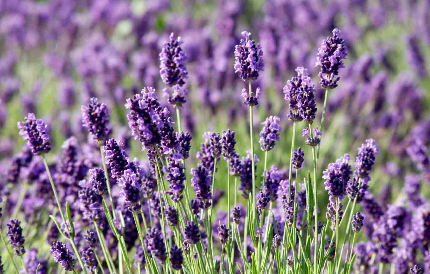 Hidcote Giant lavender