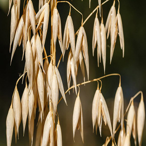 Dried oat plants
