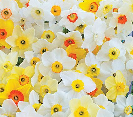 Export Small cupped Daffodils
