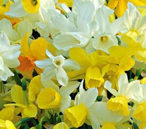 Triandrus Daffodils