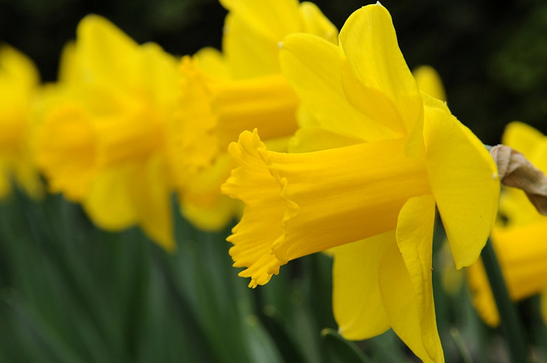 Export  Large Cupped Daffodils