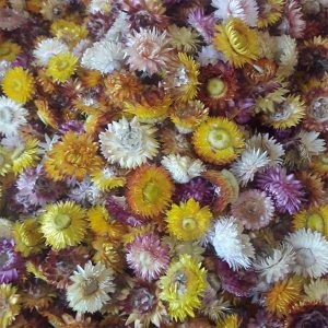 dried aster flower