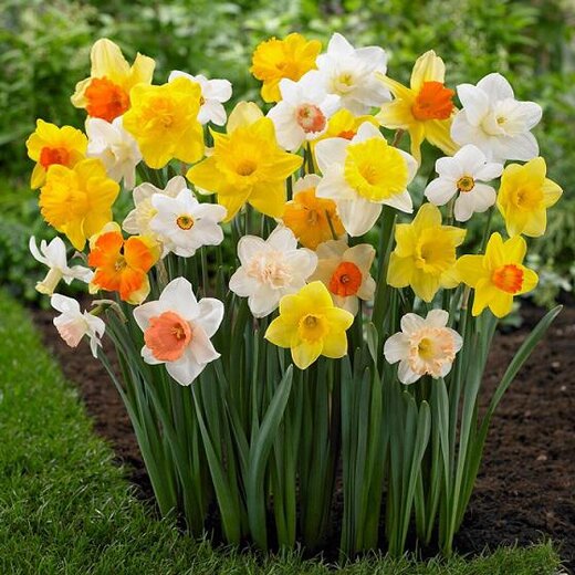 Export Daffodils