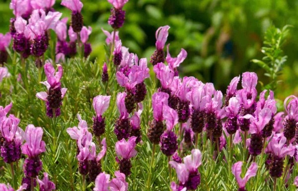 Spanish Lavender ( Kew Red lavender )