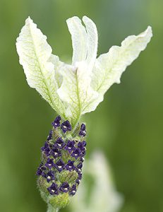 French lavender ( ballerina lavender )