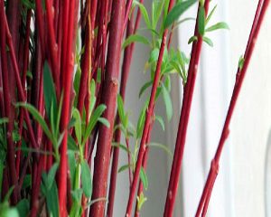 Iran red willow