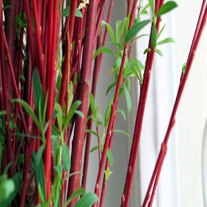 Iran red willow