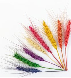 Wheat cluster dried flower