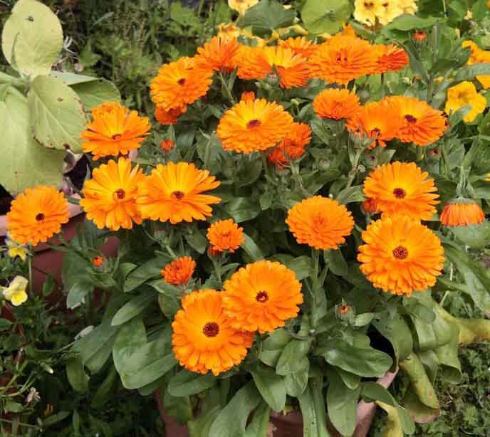 Calendula Calypso Flower ( Pot Marigold )