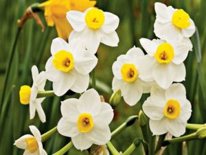 Tazetta daffodils