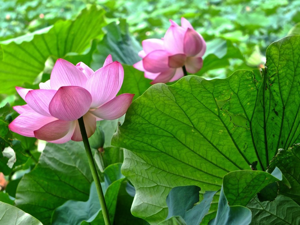 Japanese Lotus
