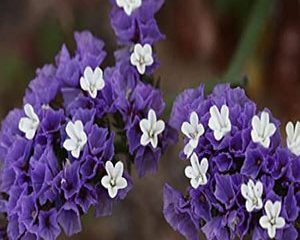 sea lavender flower