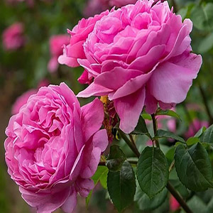 Damask rose flower