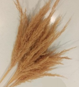Iran deried giant reed