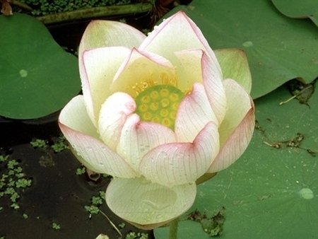 Chawan Lotus