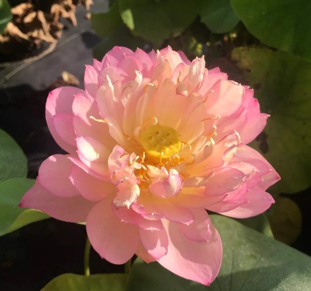 Sunflower Lotus