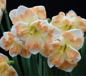 Split corona Daffodils