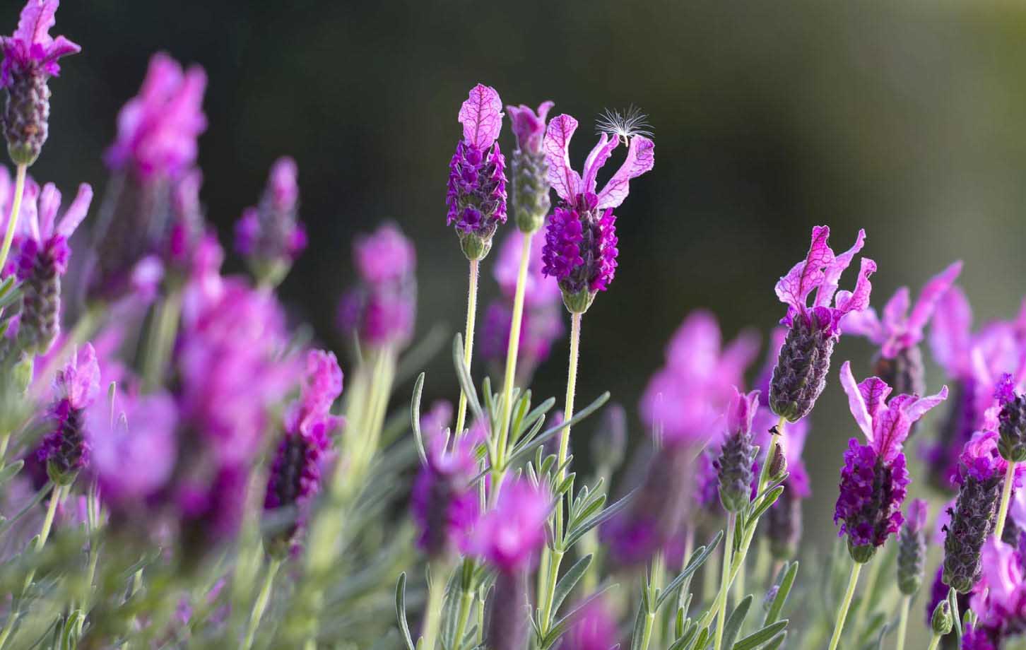 Anouk lavender