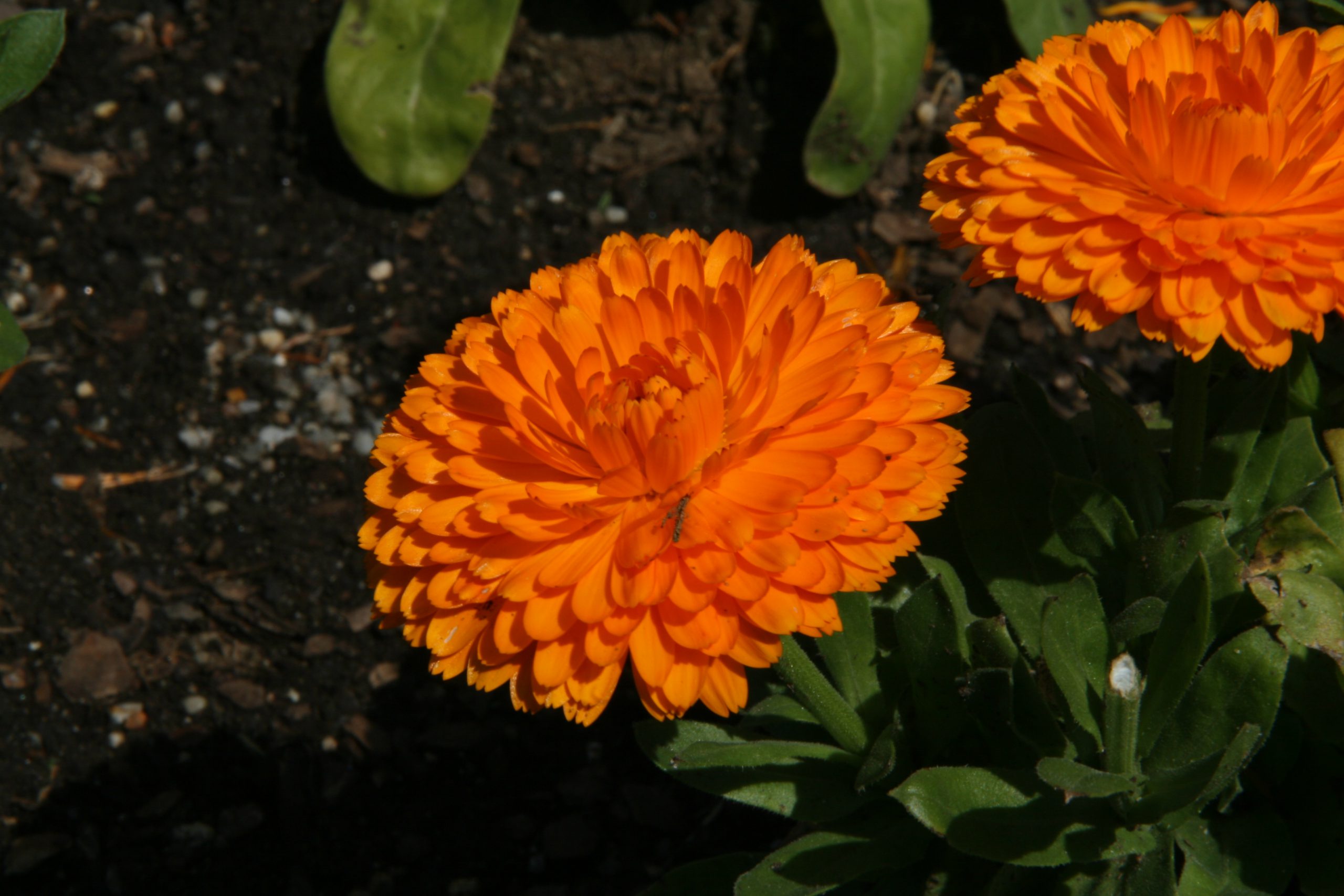 Bonbon Calendula Flower ( Pot Marigold )