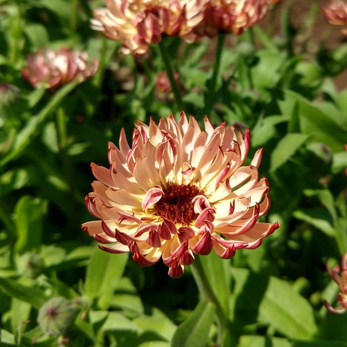 Bronzed Beauty Calendula Flower ( Pot Marigold )