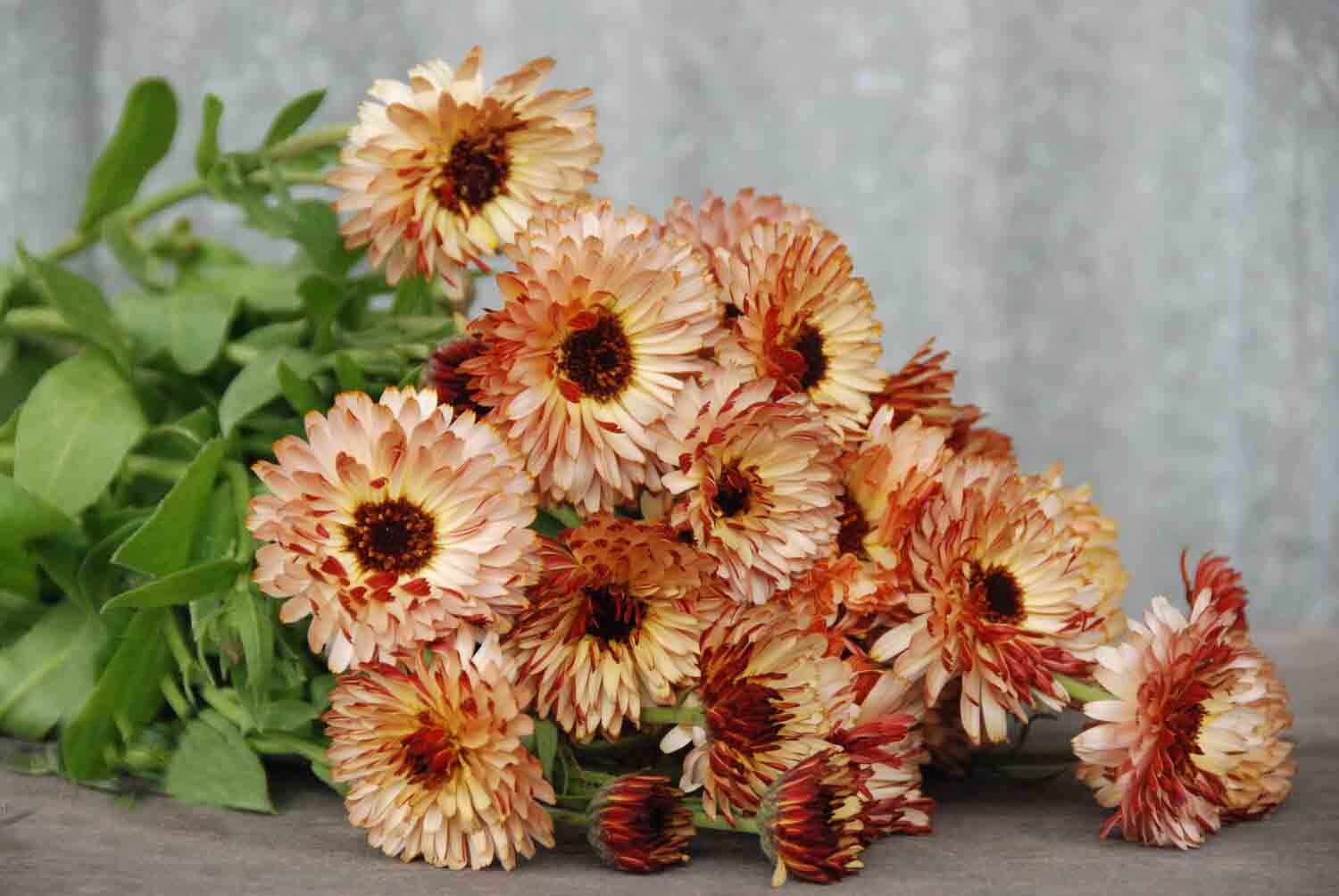 Calendula Kablouna Flower ( Pot Marigold )