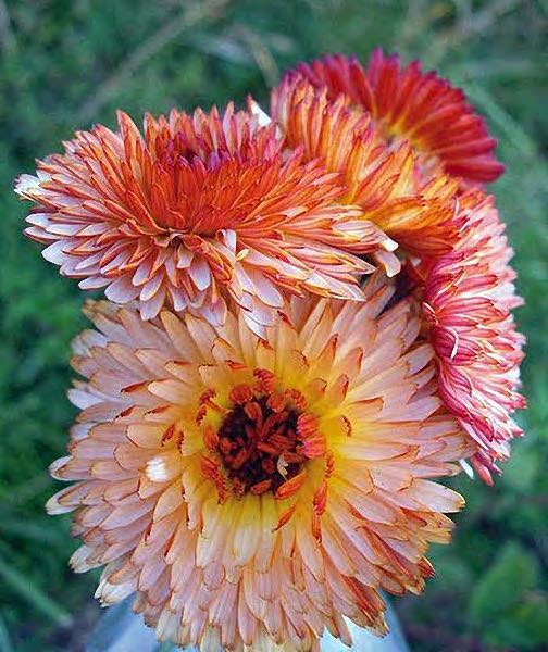 Calendula Flashback Flower ( Pot Marigold )