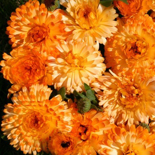 Tangerine Cream Calendula Flower ( Pot Marigold )