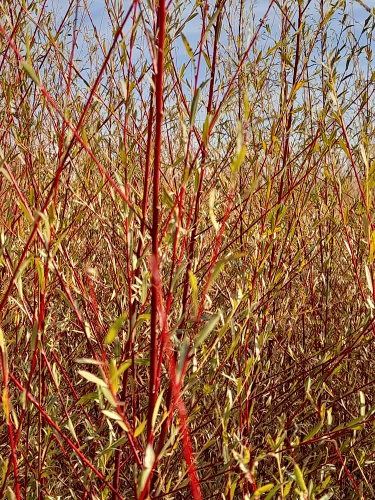 Red Willow -  Salix purpurea (Salix laevigata)