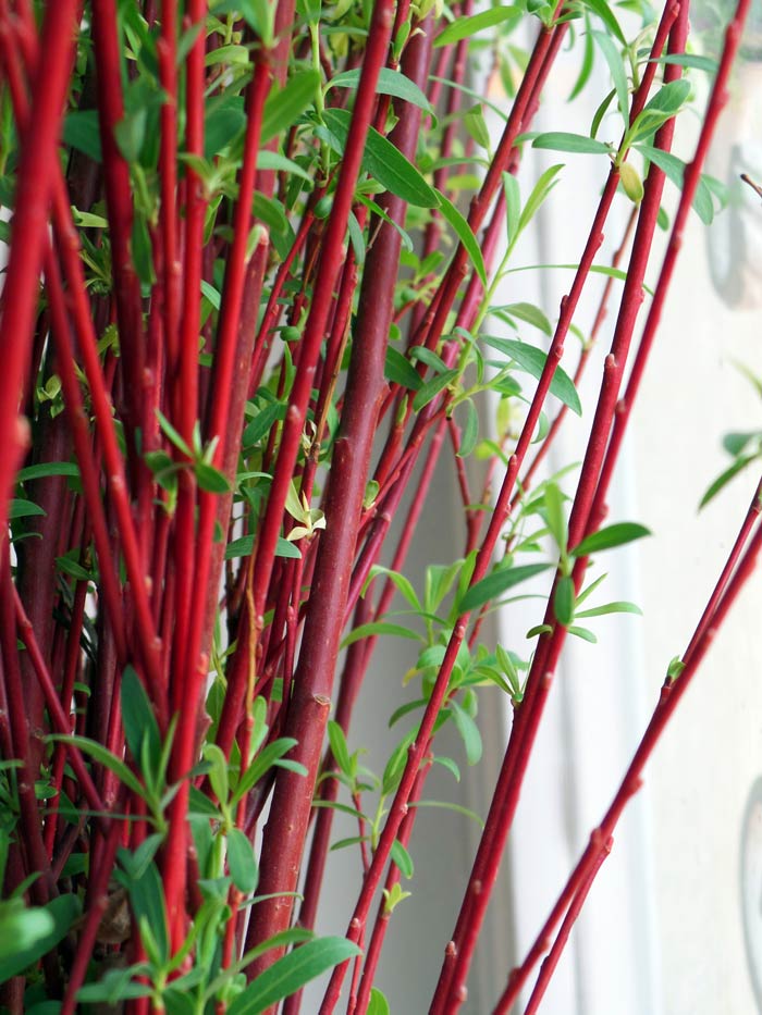 red willow