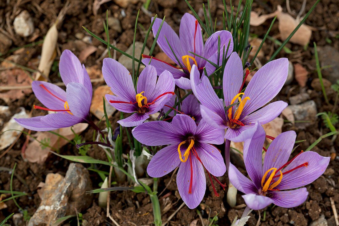 Iran Crocus sativus flower ( Native flowers of Iran )
