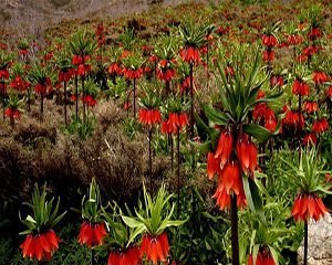 Native flowers of Iran