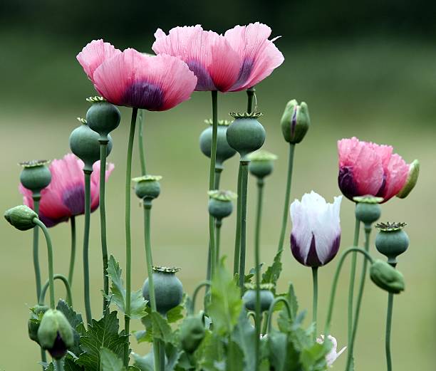 Opium poppy plant