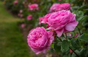 Iran Damask rose ( Native flowers of Iran )