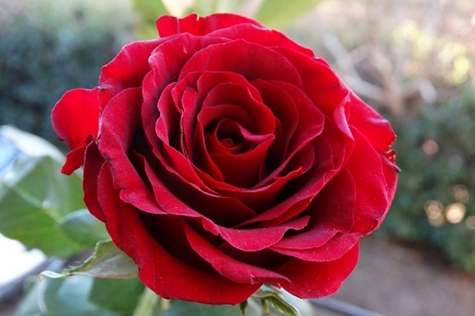 Iran Persian rose flower ( Native flowers of Iran )