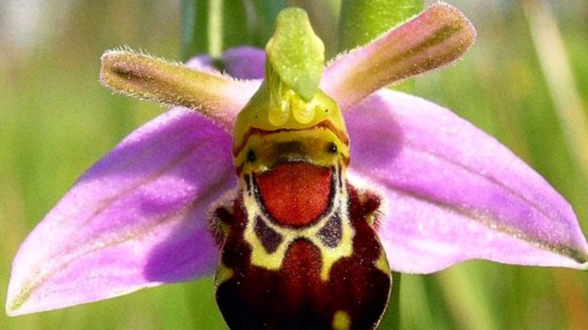 Iran Bee orchid