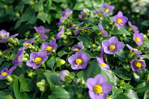 Iran Viola flower ( Native flowers of Iran )