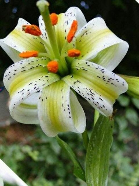 Iran Lilium Ledebourii ( Native flowers of Iran )