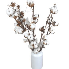 dried cotton flowers