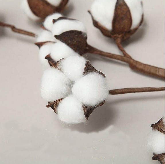 dried cotton flowers