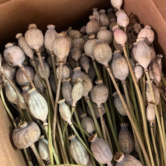 Dried opium poppy