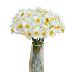 fresh cut daffodil flowers