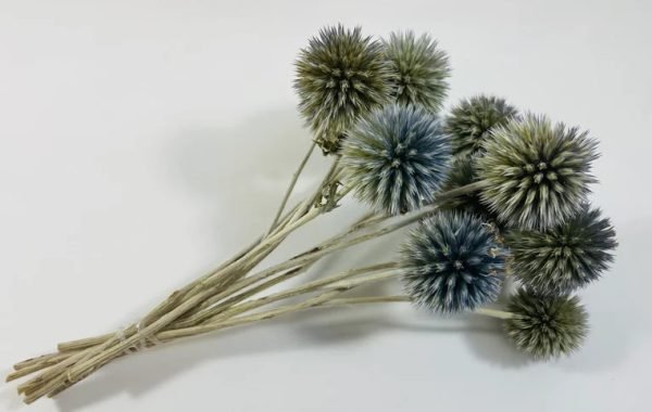 Dried echinops flower
